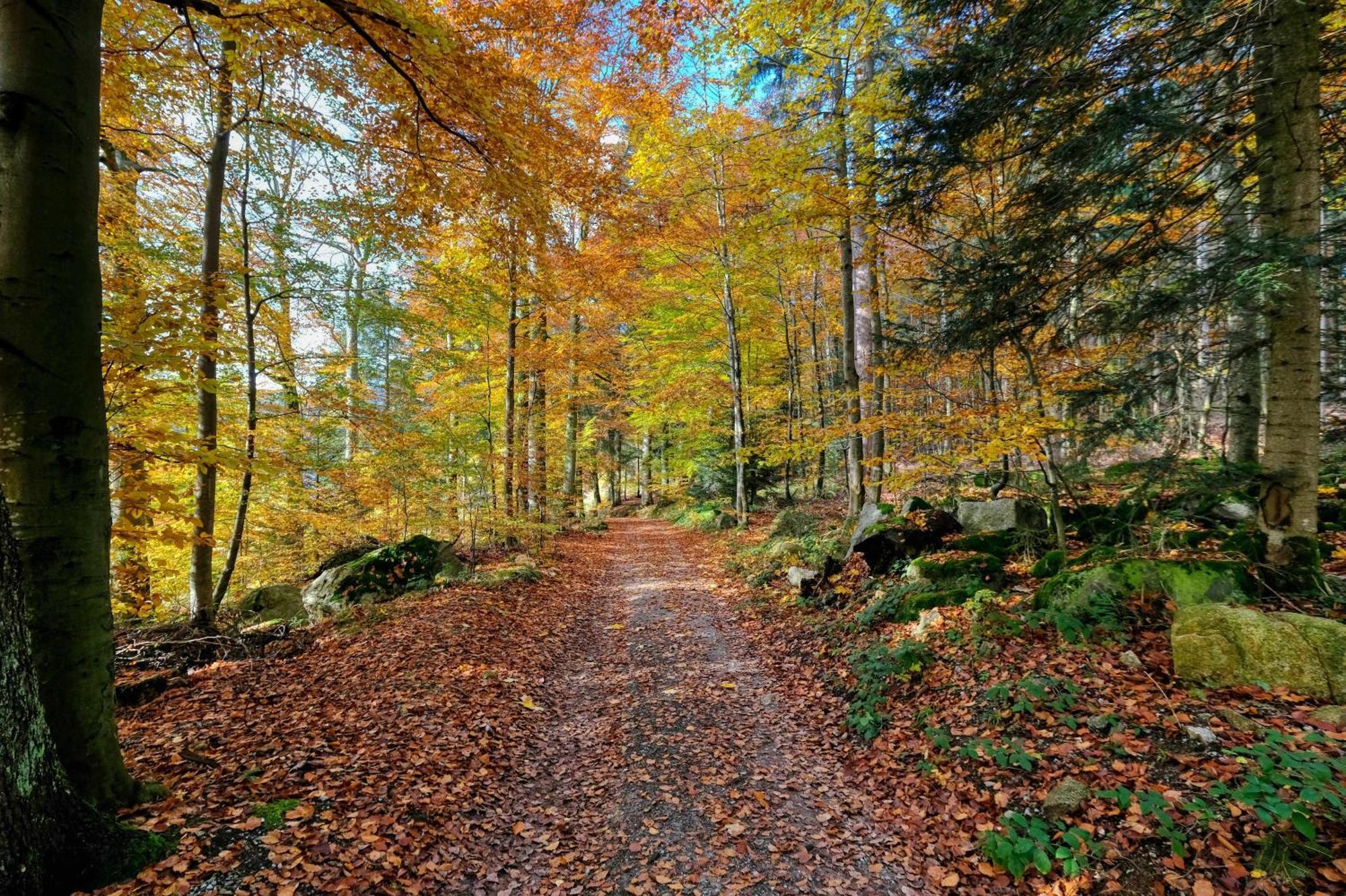 Zum Alten Waerterhaus Forbach Εξωτερικό φωτογραφία